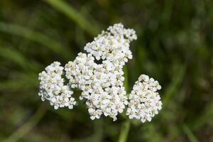 wit wild bloem macro schot. bloemen achtergrond. foto