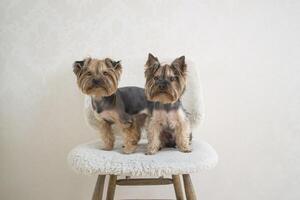 twee yorkshire terriers zittend Aan een wit stoel. foto