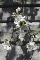 de bloesem takken van boom in de lente. foto