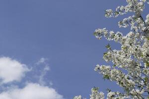 de bloesem takken van boom in de lente. foto
