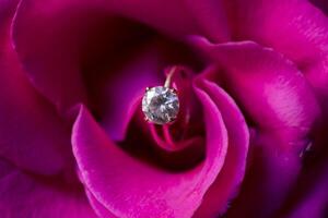 gouden ring met diamant Aan een roze roos, dichtbij omhoog. foto
