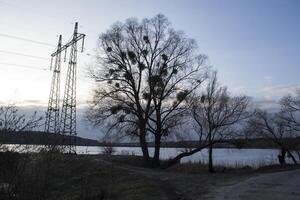 winter landschap met bomen en lucht. foto