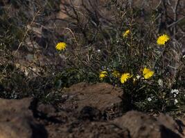 klein geel bloemen paardebloemen met rotsen en stenen foto