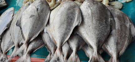 vers rauw vis uitverkoop Bij traditioneel markt. vis levendig kleur achtergrond foto