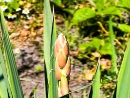 yucca palm met bloemknoppen Aan de stang. lang groen bladeren. fabriek voor de buitenshuis tuin foto