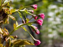 roze niet in bloei sakura bloemen in vroeg de lente. bloemknoppen foto