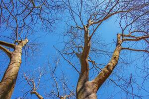 achtergrond van de schors van een cldrastis kentukea boom in zonnig het weer. natuurlijk leer van natuur. foto