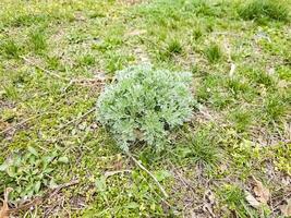 detailopname van artemisia in vroeg de lente. alsem. geneeskrachtig planten foto