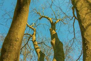 achtergrond van de schors van een cldrastis kentukea boom in zonnig het weer. natuurlijk leer van natuur. foto