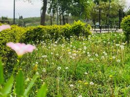 een struik met roze bloemen en groen bladeren foto