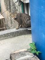 een kat zittend Aan een richel De volgende naar een blauw water tank foto