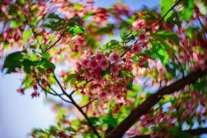 Kawazu kers bloesems swirly vervagen in voorjaar seizoen dichtbij omhoog foto