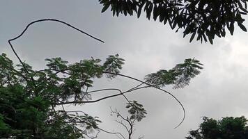 mooi visie van boom takken versierd met een schoon blauw lucht foto