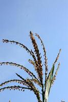 dichtbij omhoog visie van rijst- planten met blauw wolken foto