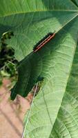 een rups- Aan een groen blad. foto