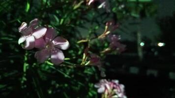 foto van een frangipani boom bloeiend Bij nacht