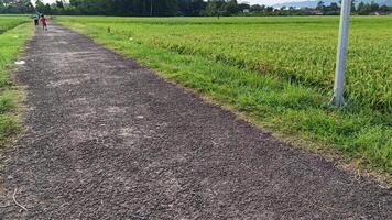 visie van groen rijst- velden met een weg geflankeerd door rijst- velden en omringd door heuvels foto