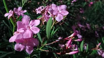 foto van een frangipani boom bloeiend Bij nacht