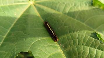 een rups- Aan een groen blad. foto