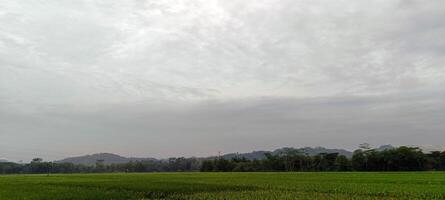 visie van groen rijst- velden met een weg geflankeerd door rijst- velden en omringd door heuvels foto