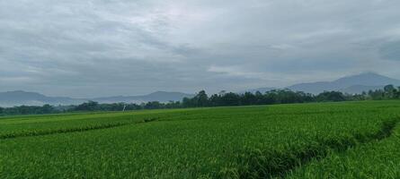 visie van groen rijst- velden met een weg geflankeerd door rijst- velden en omringd door heuvels foto