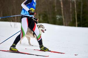 skijoring hondensport racen foto