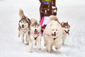 husky sledehonden racen foto