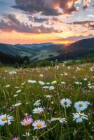 veld- van wilde bloemen Bij zonsondergang foto