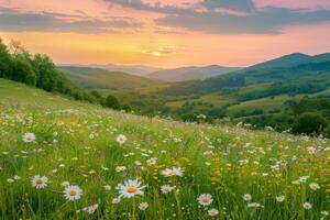 zonsondergang over- wilde bloemen veld- foto