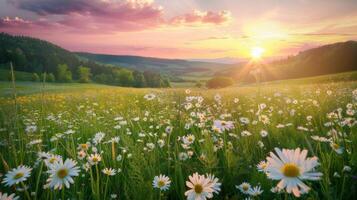 zon instelling over- madeliefje veld- foto