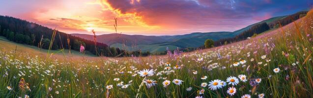 veld- van wilde bloemen Bij zonsondergang foto