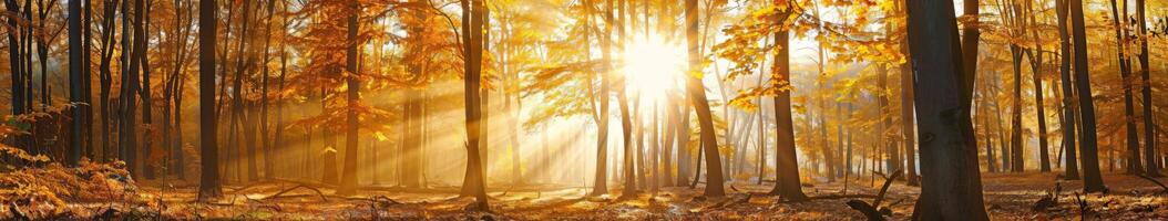 zonlicht filteren door bomen in Woud foto