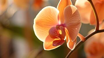 betoverend wereld van flora, een delicaat gekleurde orchidee in vol bloeien foto