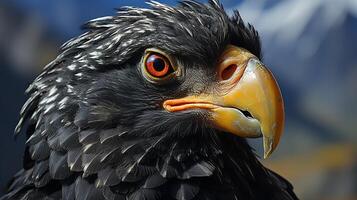condor vogel roofdier berg natuur dieren in het wild foto