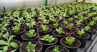 zaailingen in klein potten. groeit planten en bloemen in de serre. foto