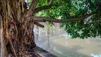 dichtbij visie van een banyan boom Aan de rivier- bank met lang hangende wortels. foto