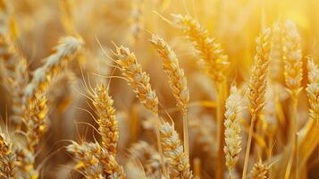 gouden tarwe in de veld. graan stekels rijpen in zomer voordat de oogst foto