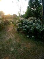 een groep van wit bloemen foto