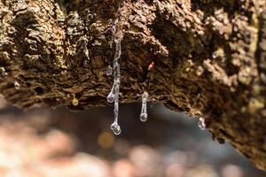 selectief focus Aan groot mastiek druppels sijpelt in tranen uit van de Afdeling van een mastiek boom. de hars mastiek wordt helderder en twinkelt in de zonlicht. verticaal foto. mooi bokeh achtergrond. chios, Griekenland. foto