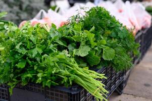 vers peterselie, dille, rucola, tomaten. biologisch groenten. handel Aan de straat van een dienblad. gezond aan het eten concept. klein boerderij bedrijf steun. dichtbij omhoog. selectief focus foto