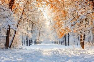 een winters landschap met een Woud pad. . foto