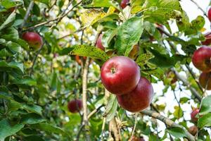 rijpe rode appels hangen aan de boom voordat ze in de herfst worden geoogst. foto