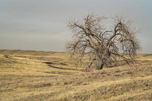 eenzaam boom in noordelijk Colorado prairie foto