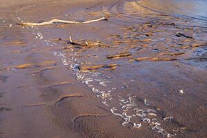 voetafdrukken, drijfhout en vogel veer Aan een modderig meer kust foto