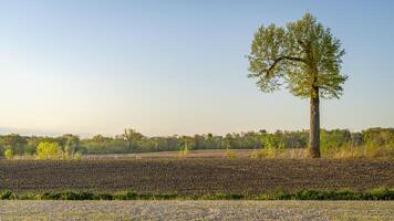 lente zonsopkomst over- bouwland in Missouri met een eenzaam boom foto