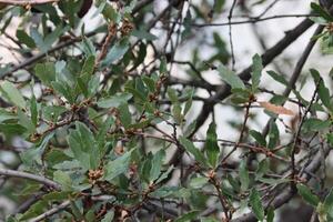 quercus berberidifolia blad - de kerstman monica mtn - 013124 foto