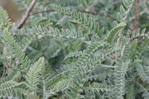 astragalus brauntonii blad - de kerstman monica mtn - 013124 foto