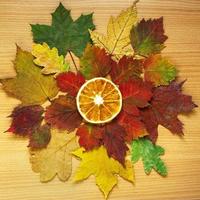 herfst stilleven. sinaasappelschijfje op droge gevallen bladeren. mooie bladeren en vruchten op tafel. foto