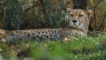 Noordoost-Afrikaanse cheeta foto