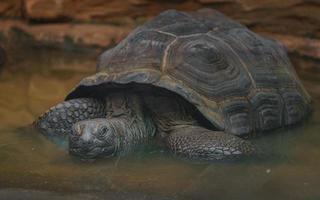 aldabra-reuzenschildpad foto